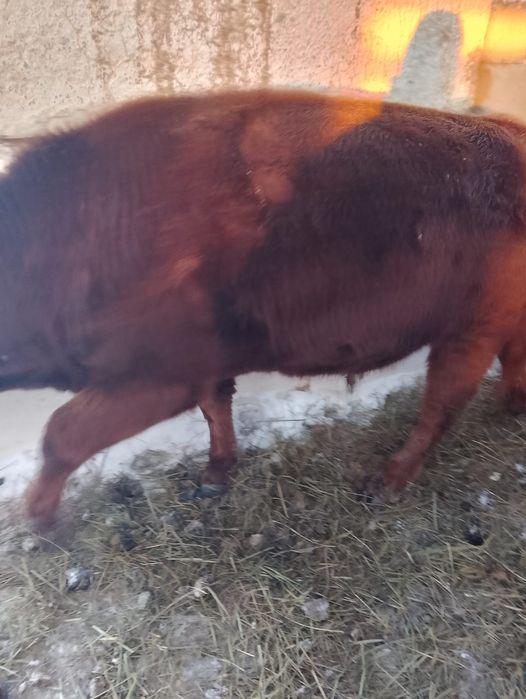 Продам бычков 10 голов