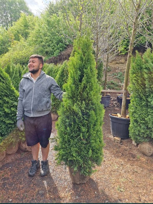 Tuia smaragd calitate extra transport gratuit