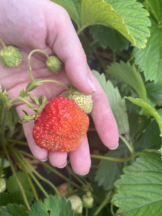 Продам дачу 6 общ 17 дачи