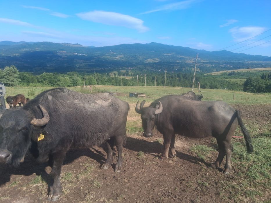 Vand bivoli un mascul si 2 femele