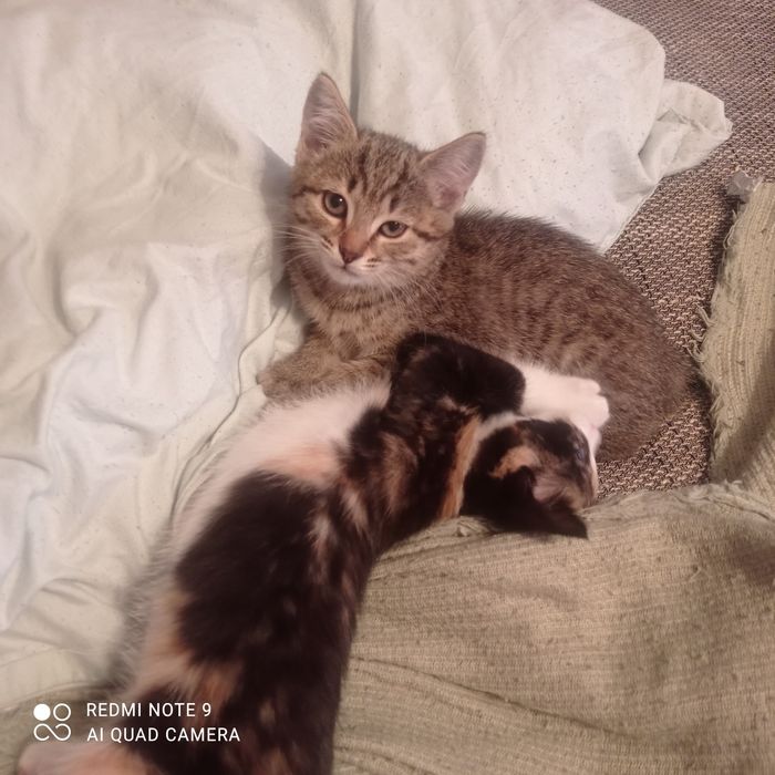 Отдам котят в хорошие руки