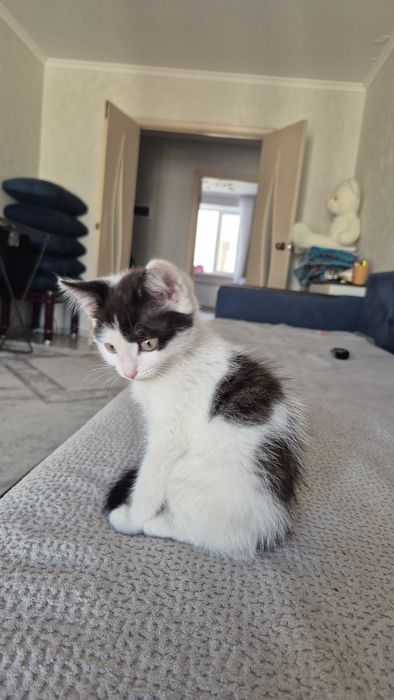 Отдам котенка бесплатно