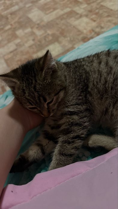 Котенок, бесплатно