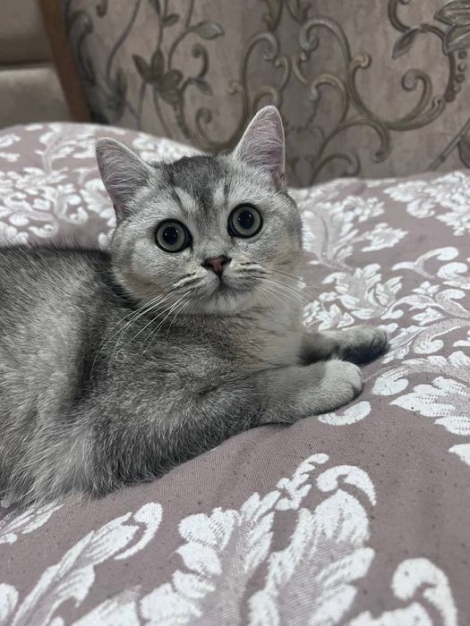 Кот Шиншилла (серебро)
