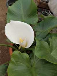Цветы Каллы в горшке: выращивание, посадка, уход — Клуб растений
