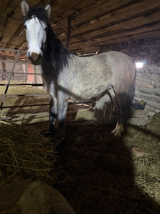 Жылкы откорм 2жасар