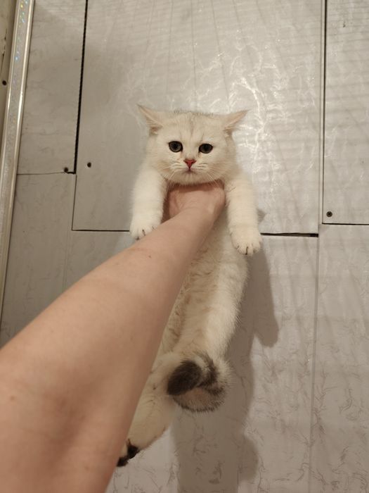 Шиншиллы котята Серебро