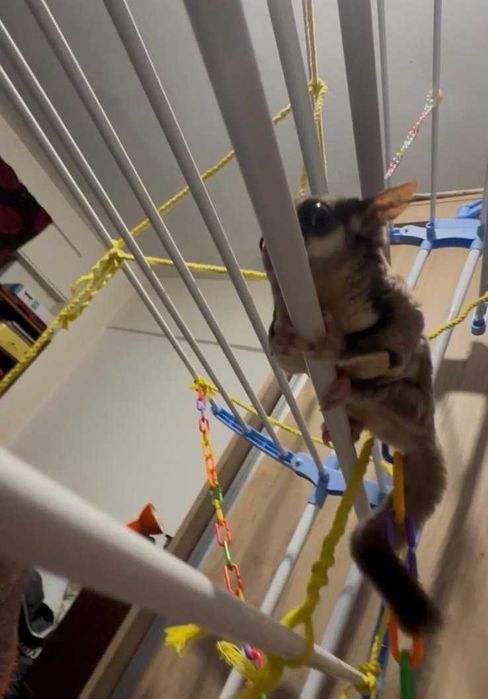 Veverita zburatoare + cușca + accesorii + hrana