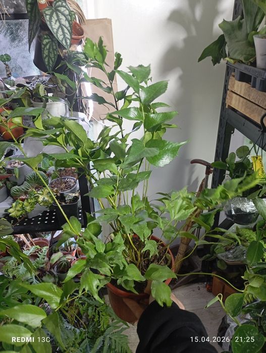 Папоротник нефролепис асплениум