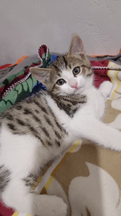 Отдам в хорошие руки котят