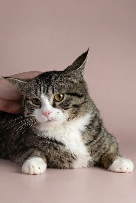 Ищет дом красивый котик