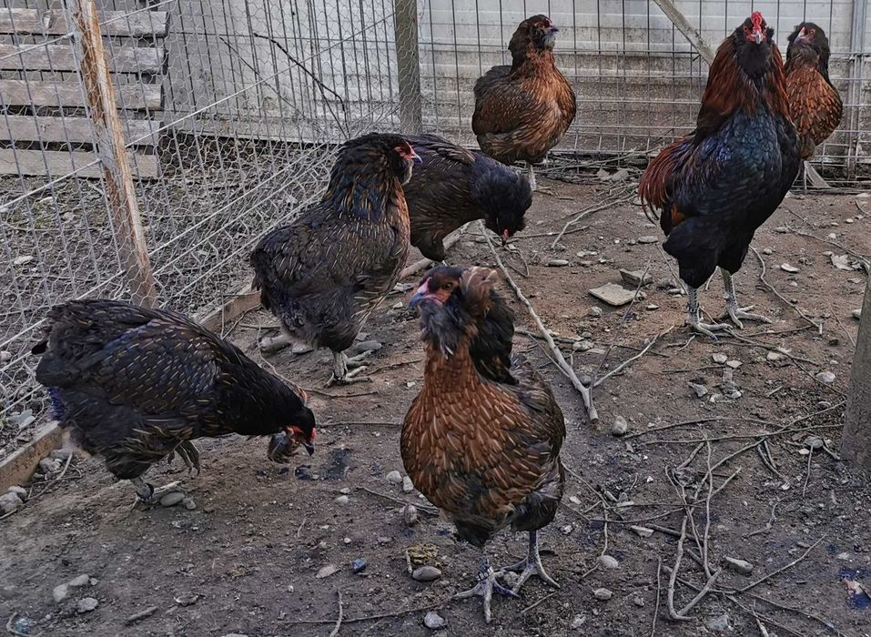 Oua Araucana potarnichiu, rasa pura