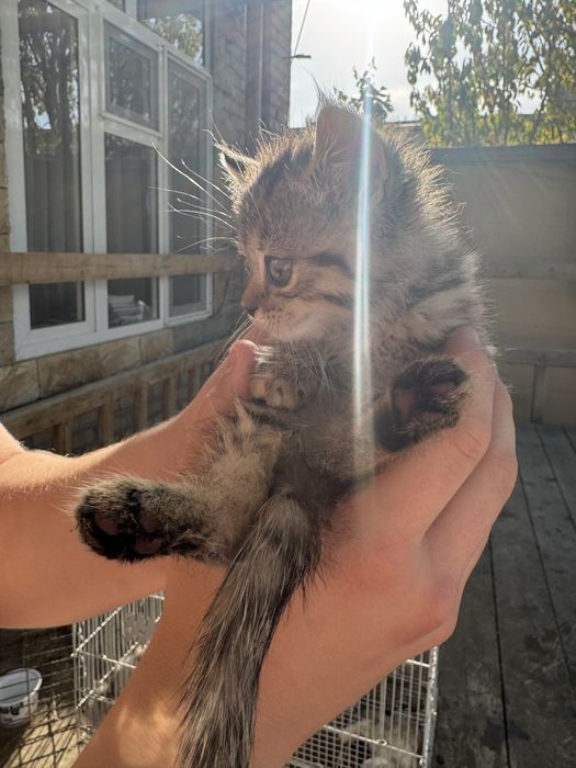 Котята