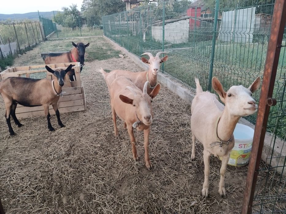 Vând capre Saneen și Alpina franceza