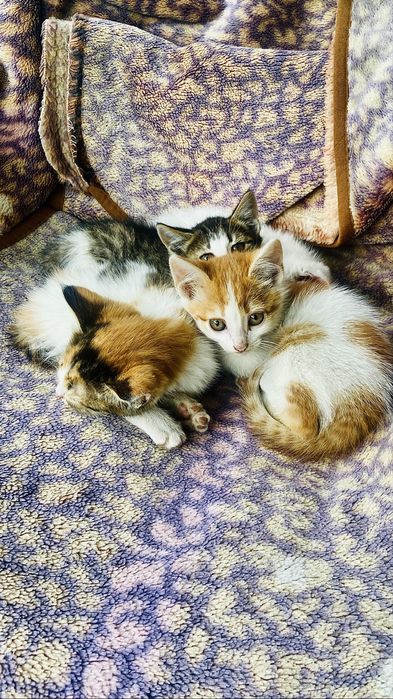 Котята в добрые руки .