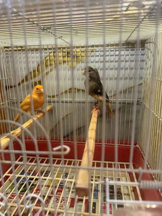 Canari de vînzare inelați la furie 2024 - 2025