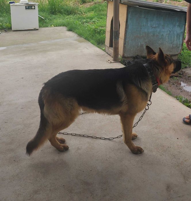 Вязка, Кобель, Немец овчарка, чепрачный окрас, Vyazka, kabelni ulash