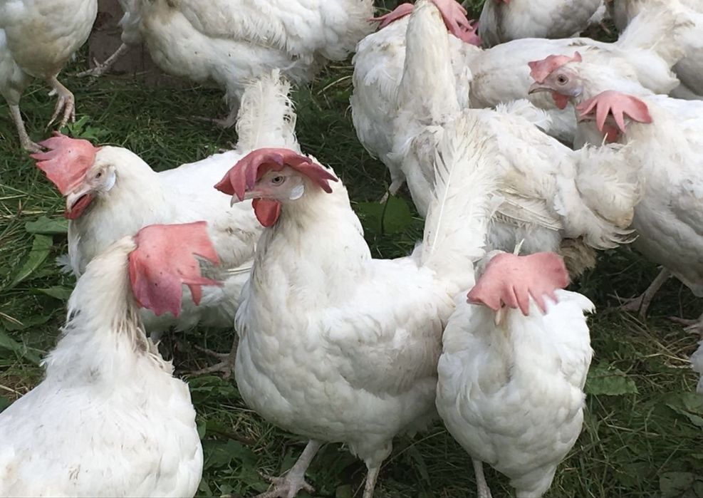 Куры несушки белые