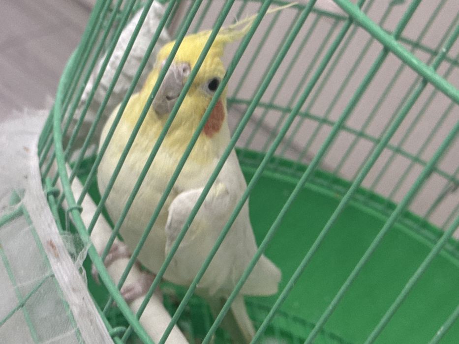 Продам попугая больше среднего