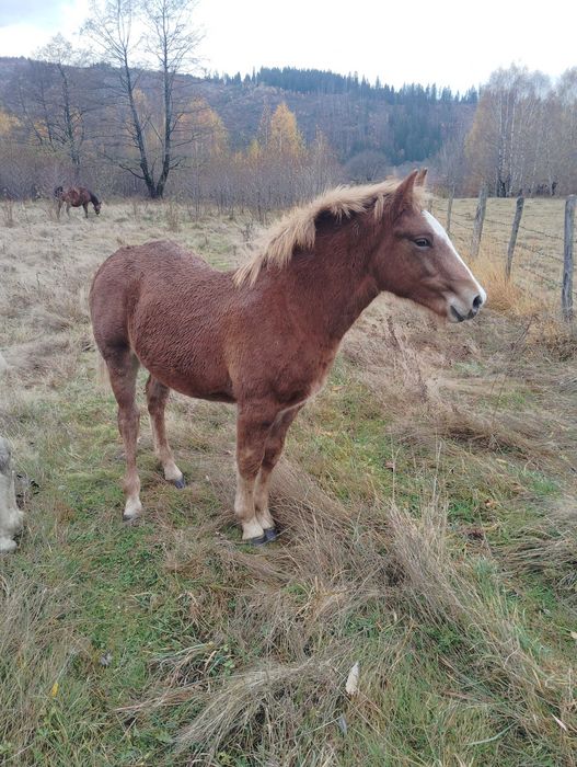 Mânz de vânzare!! Armăsar