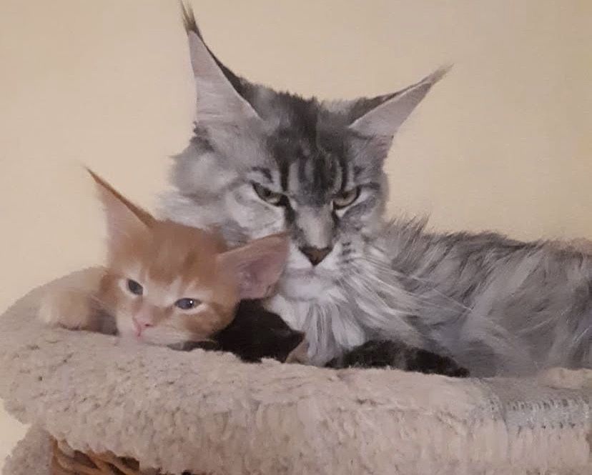 Мейн куун породисти котенца
