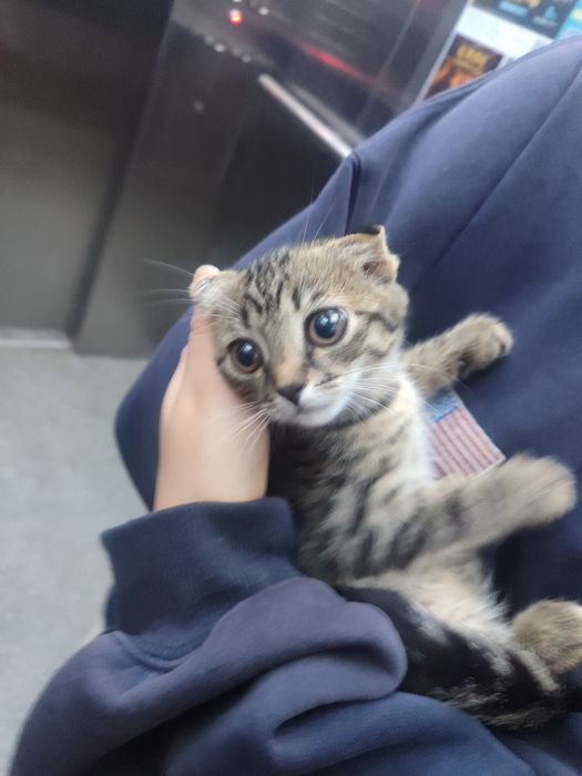 Котенок девочка скотиш фолд