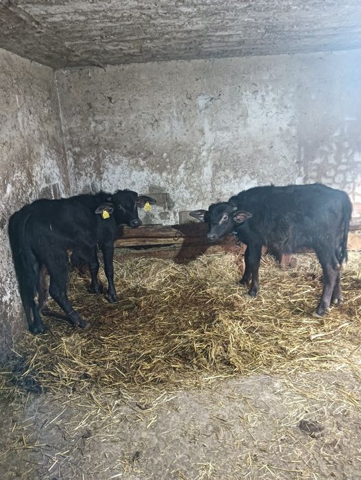 Vind viței de bivoli