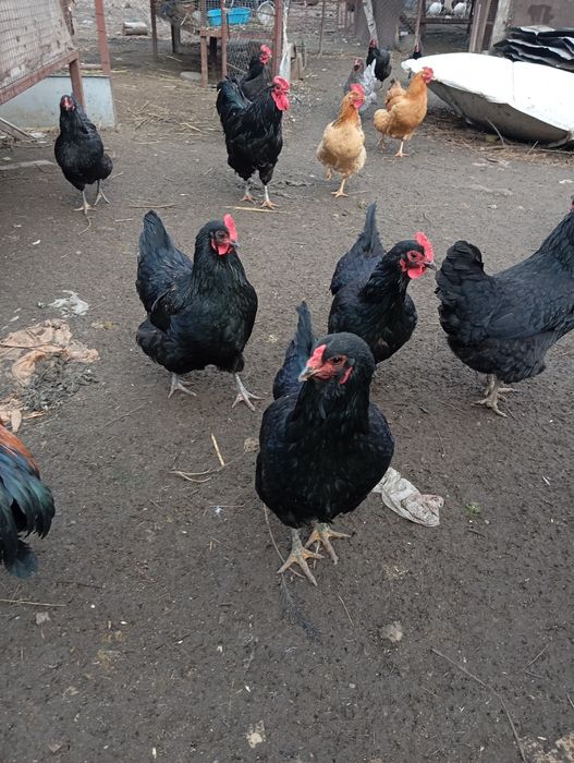 Инкубационные яйца