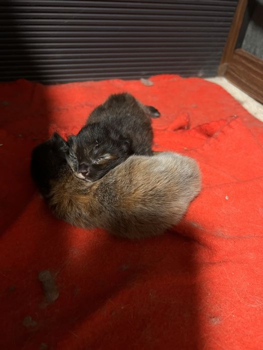 Продам Мейн Куна девочку