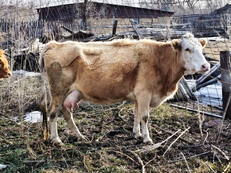 Продам коров с телятами