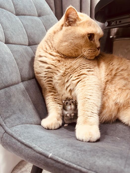 Клетка с хомяком