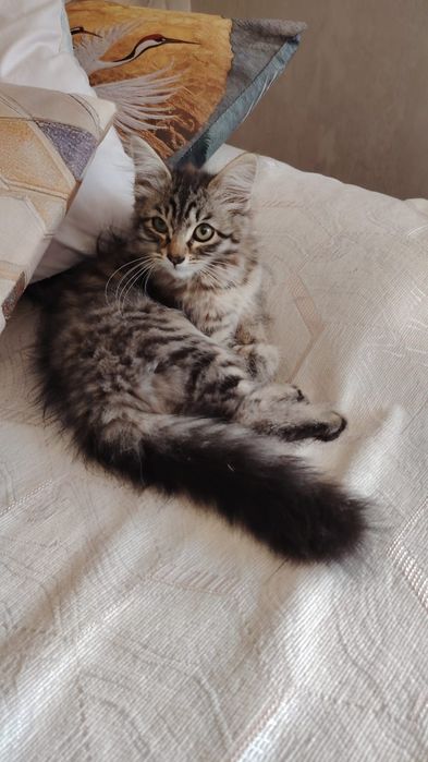 Домашние котята в добрые руки