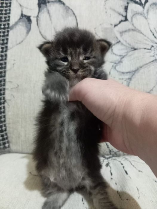 Котята породы Мейн Кун