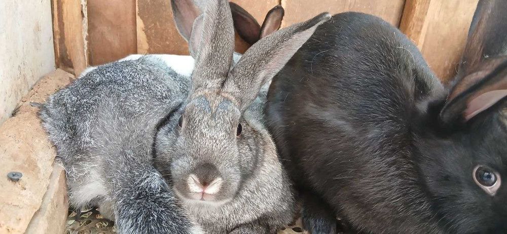 кролики + клетки