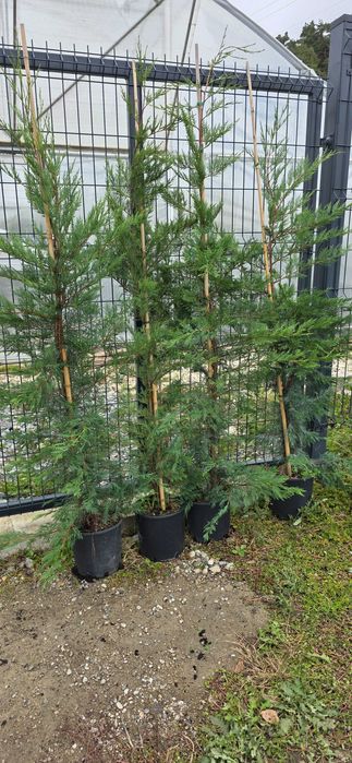 Vand Chiparos leylandii