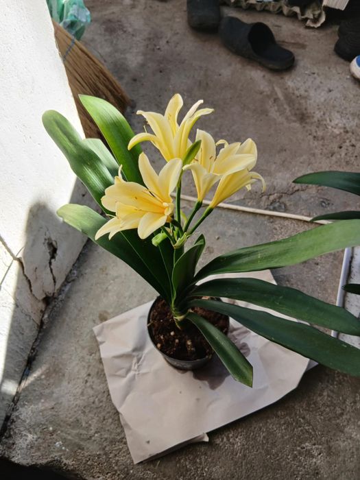 цветя Жълта Кливия