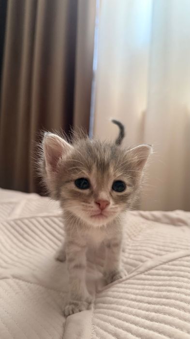 Шотландский Прямоух