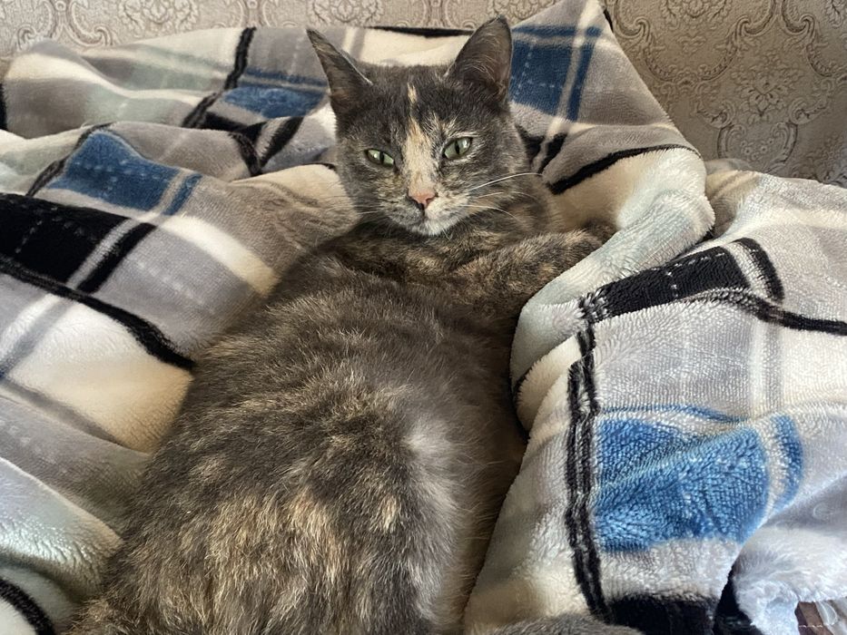 Пропала кошка, северо-западный жилой район.