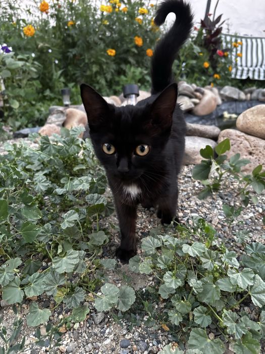 Прибился котенок девочка