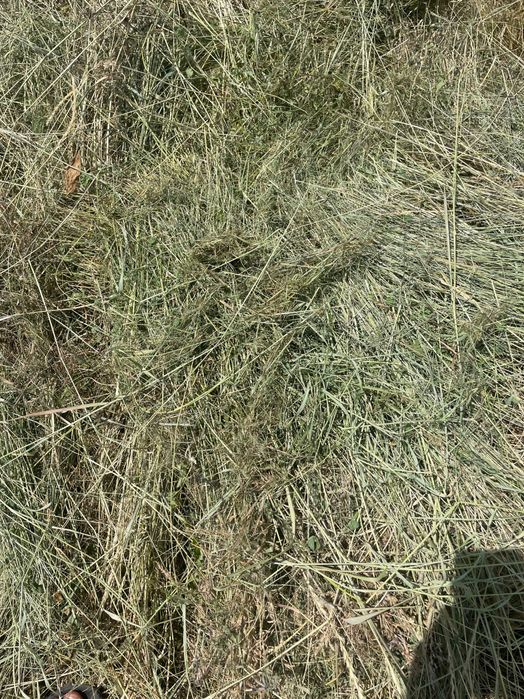 Vând baloți rotunzi de fan și lucernă