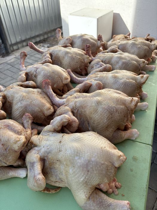 Курица Броллеры домашние