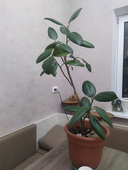 Цветок фикус 100 см