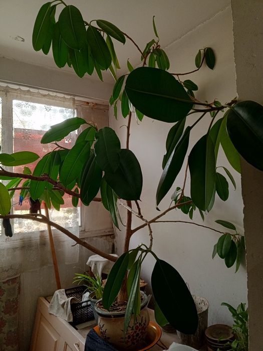 Фикус Цветок, комнатное дерево