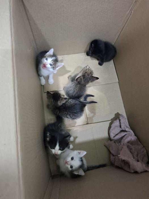 Отдам милых котят в добрые руки