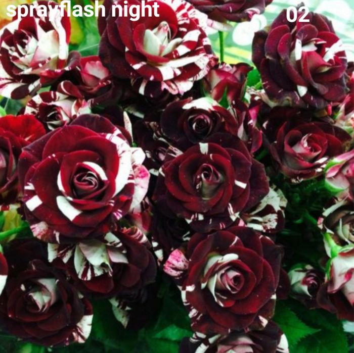 Trandafiri altoiti din butasi