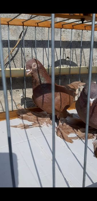 Голуби Голуби  голуби