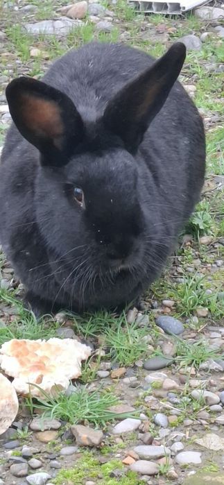 Кролики қоян тауық куры