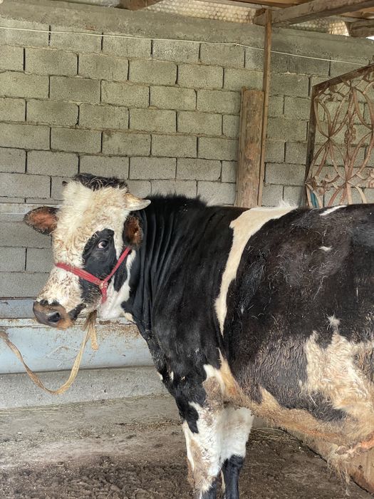 Buqa sotiladi aprelda 1 yow boladi