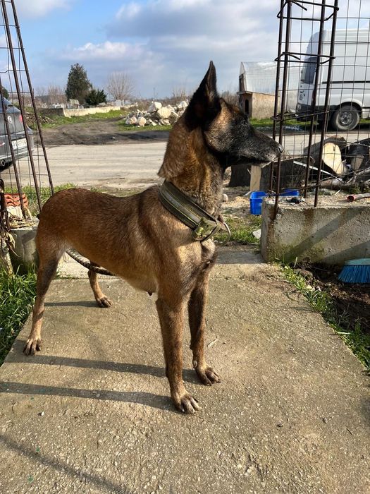 белгийска овчарка малиноа