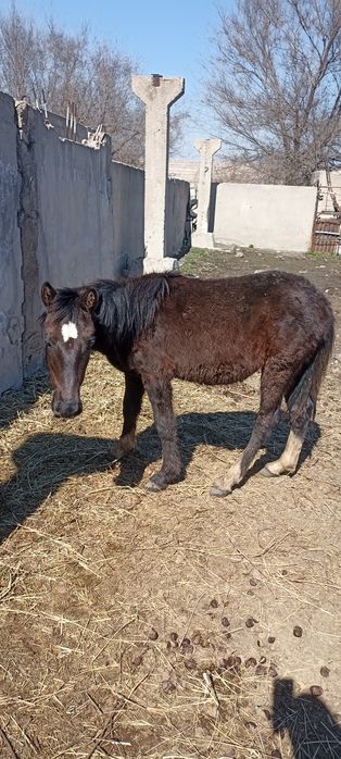 Еркек тай сатылады